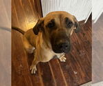 Small #28 Fila Brasileiro-Great Dane Mix