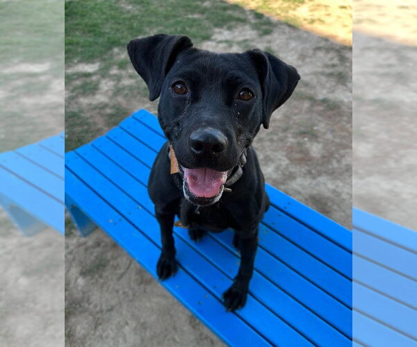 Medium Photo #9 Labrador Retriever-Unknown Mix Puppy For Sale in Evansville, IN, USA