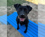 Small #8 Labrador Retriever Mix