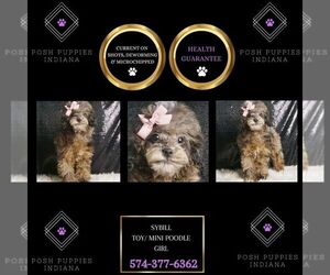 Poodle (Toy) Puppy for sale in WARSAW, IN, USA