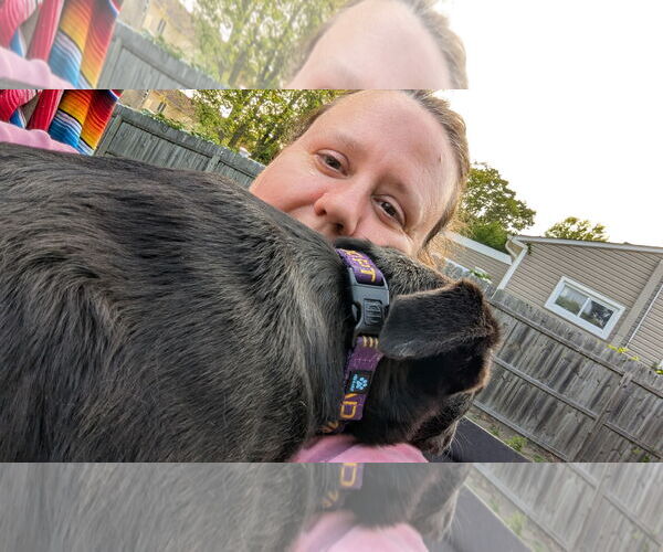 Medium Photo #7 Labrador Retriever-Unknown Mix Puppy For Sale in Oakhurst, NJ, USA