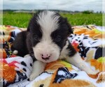 Small Photo #109 Border Collie Puppy For Sale in NORBORNE, MO, USA
