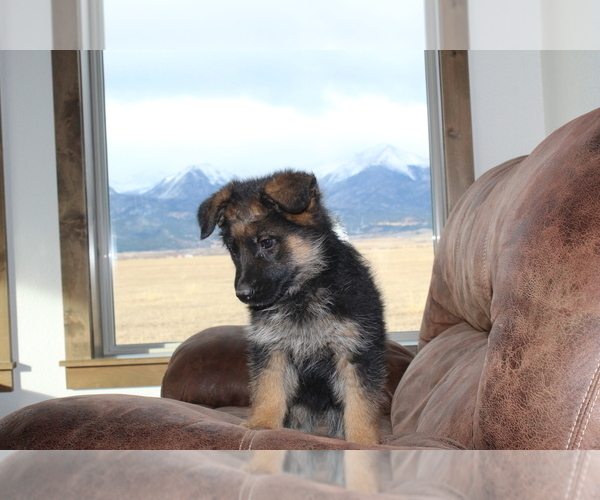 Medium Photo #3 German Shepherd Dog Puppy For Sale in WESTCLIFFE, CO, USA