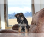 Small Photo #3 German Shepherd Dog Puppy For Sale in WESTCLIFFE, CO, USA