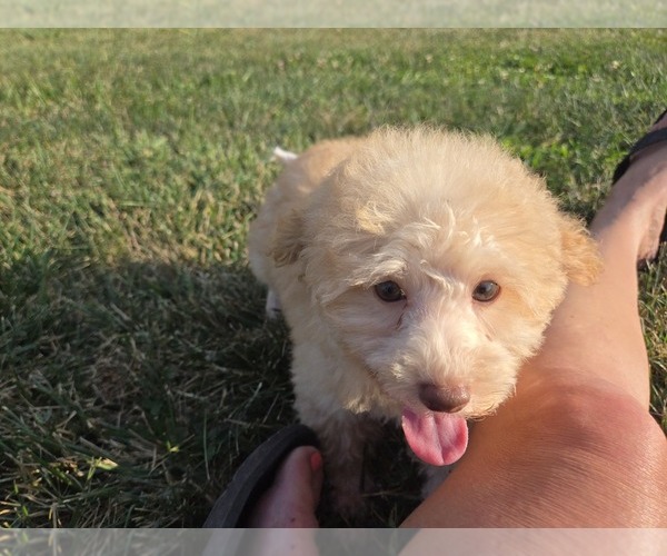 Medium Photo #6 Poodle (Toy) Puppy For Sale in CARLYLE, IL, USA
