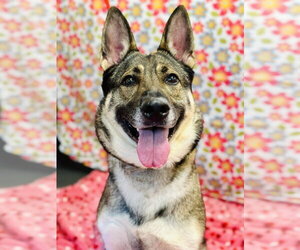 German Shepherd Dog Dogs for adoption in Jackson , NJ, USA
