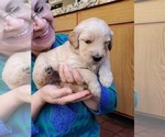 Small Photo #5 Goldendoodle Puppy For Sale in CASTRO VALLEY, CA, USA