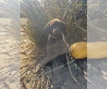 Small Photo #9 Labrador Retriever Puppy For Sale in LIVINGSTON, CA, USA
