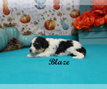 Small #8 Poodle (Toy)