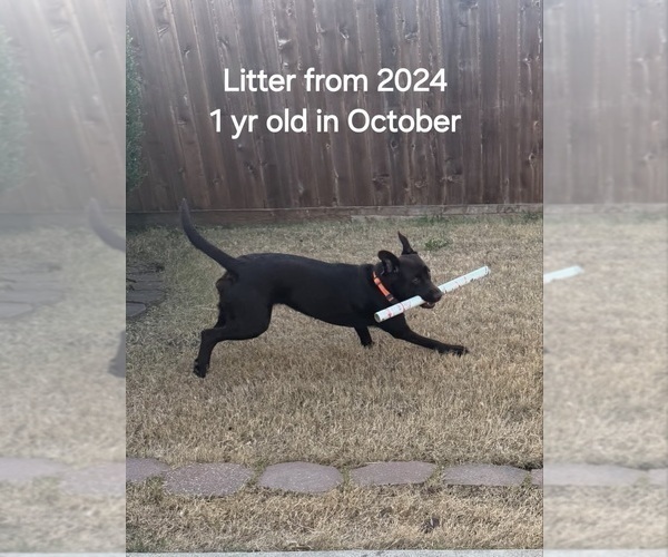 Medium Photo #7 Labrador Retriever Puppy For Sale in JOSHUA, TX, USA