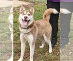 Small #2 Siberian Husky