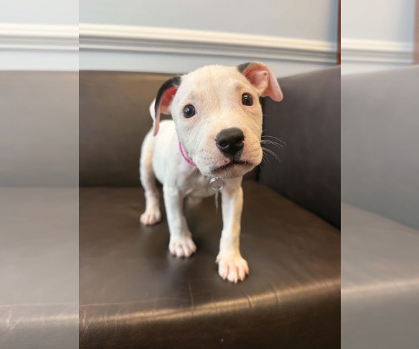 Medium Photo #3 American Staffordshire Terrier-Unknown Mix Puppy For Sale in Holly Springs, NC, USA