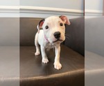 Small #2 American Staffordshire Terrier Mix