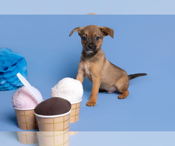 Medium Photo #10 Chihuahua-Unknown Mix Puppy For Sale in McKinney, TX, USA