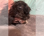 Small #1 Shih Tzu