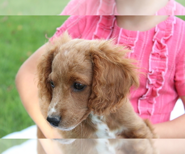 Medium Photo #12 Cavapoo Puppy For Sale in MEADVILLE, PA, USA