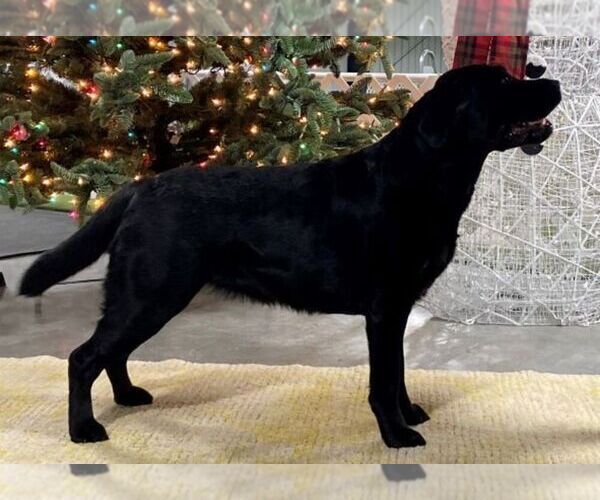 Medium Photo #1 Labrador Retriever Puppy For Sale in CANTON, GA, USA