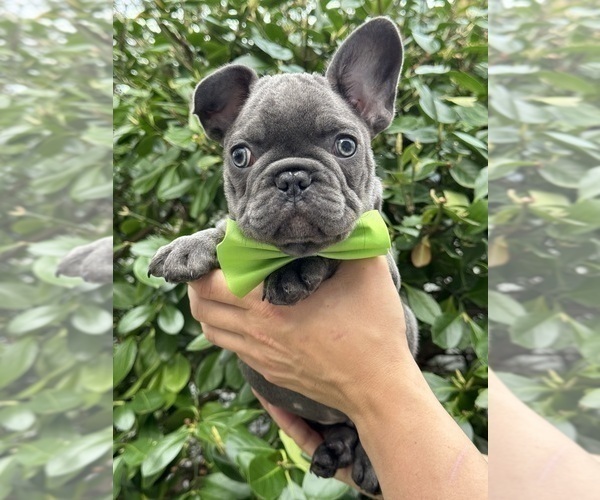 Medium Photo #3 French Bulldog Puppy For Sale in BROOKLYN, NY, USA