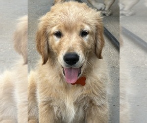 Golden Retriever Puppy for Sale in SAINT JAMES, Missouri USA