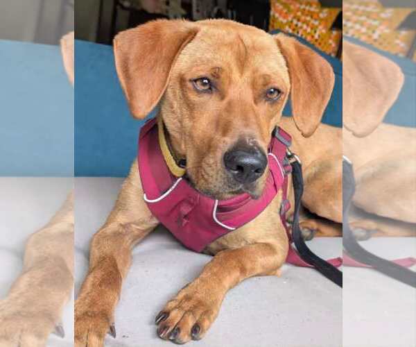 Medium Photo #2 Mutt Puppy For Sale in Holly Springs, NC, USA