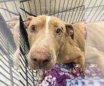 Small American Pit Bull Terrier Mix