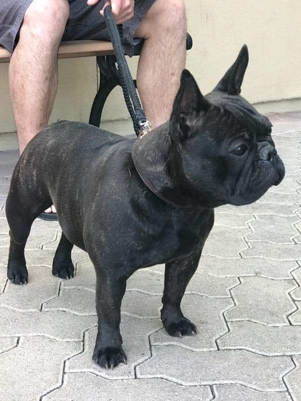 Medium Photo #1 French Bulldog Puppy For Sale in INGLEWOOD, CA, USA