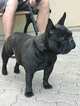 Small Photo #1 French Bulldog Puppy For Sale in INGLEWOOD, CA, USA