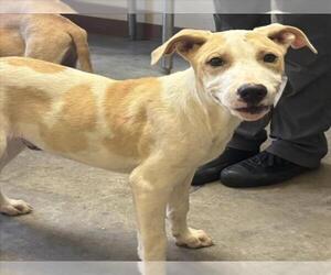 Mutt Dogs for adoption in Texas City, TX, USA