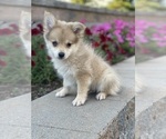 Small Pomeranian