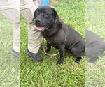 Small #1 Mutt