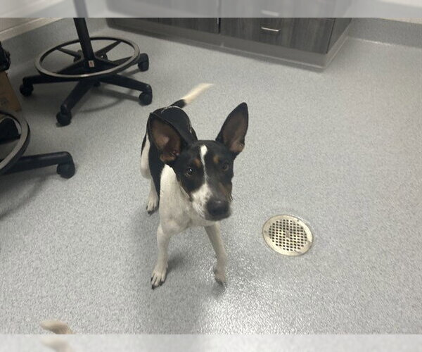 Medium Photo #1 Mutt Puppy For Sale in Ocala, FL, USA