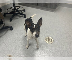 Mutt Dogs for adoption in Ocala, FL, USA