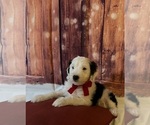 Small Photo #4 Bernedoodle Puppy For Sale in MOUNT SINAI, NY, USA