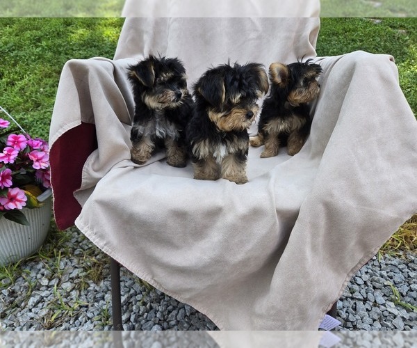 Medium Photo #1 Yorkshire Terrier Puppy For Sale in CORNERSVILLE, TN, USA