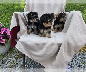 Yorkshire Terrier Puppy for sale in CORNERSVILLE, TN, USA