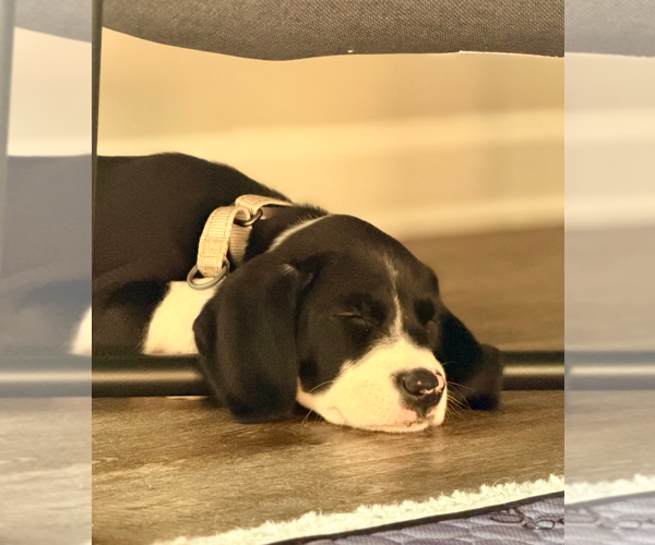 Medium Photo #4 Mutt Puppy For Sale in Holly Springs, NC, USA