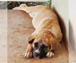 Puppy 1 Cane Corso-Great Pyrenees Mix