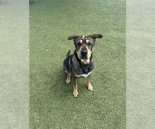 Medium Photo #2 Lab Pei Puppy For Sale in Pasadena, TX, USA