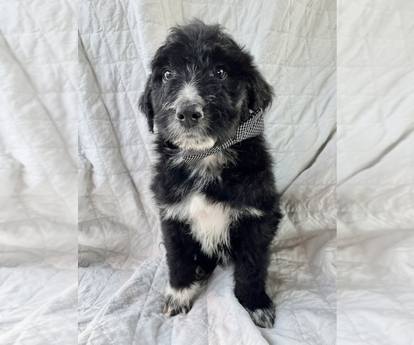 Full screen Photo #7 Aussiedoodle Puppy For Sale in AMBROSE, GA, USA