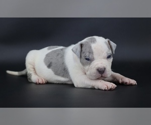 American Bully Puppy for sale in CHAMPAIGN, IL, USA