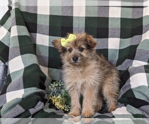 Sheprador Puppy for sale in OXFORD, PA, USA