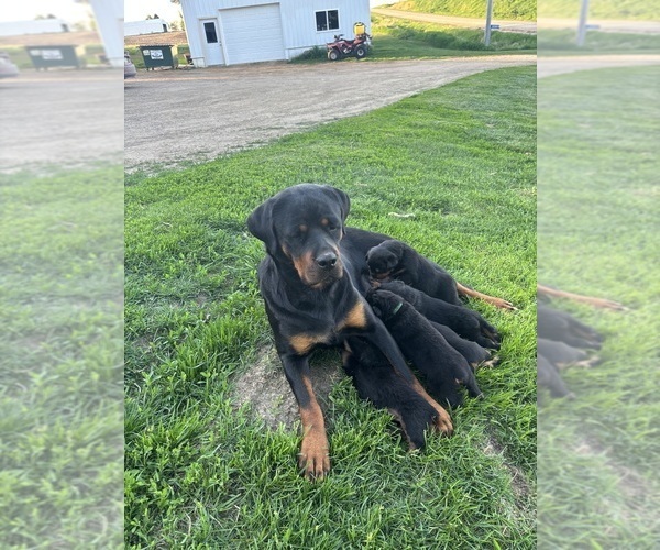 Medium Photo #1 Rottweiler Puppy For Sale in UNION, IA, USA
