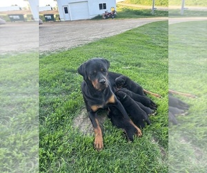Mother of the Rottweiler puppies born on 04/16/2025