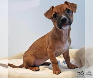 Chihuahua Mix Dog for Adoption in Washington, District of Columbia USA