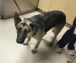German Shepherd Dog Dogs for adoption in Riverside, CA, USA