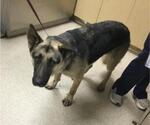 Small German Shepherd Dog
