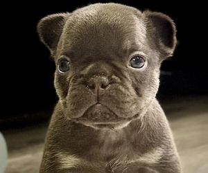 Medium French Bulldog