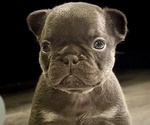 Puppy Snickers French Bulldog
