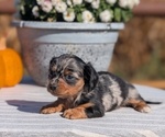 Small #8 Dachshund