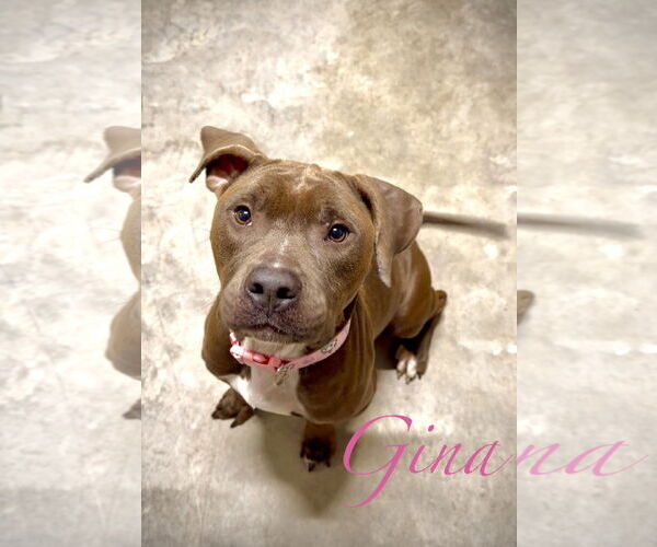 Medium Photo #2 Staffordshire Bull Terrier-Unknown Mix Puppy For Sale in The Woodlands, TX, USA